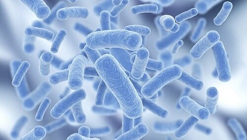 Амоксиклав и бактерии