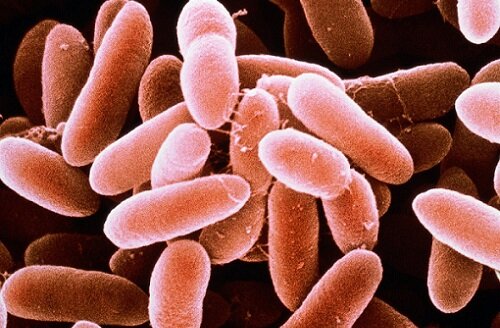 бактерия в уретре