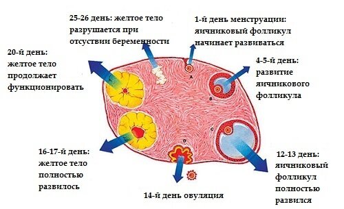 Процесс созревания яйцеклетки