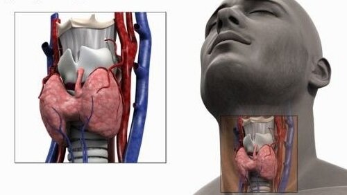 щитовидная железа у мужчины
