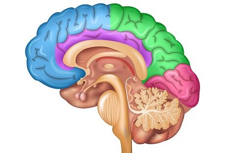 Центр регуляции в головном мозге