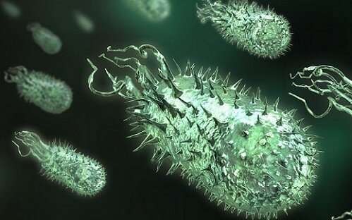 Нитроксолин и бактерии