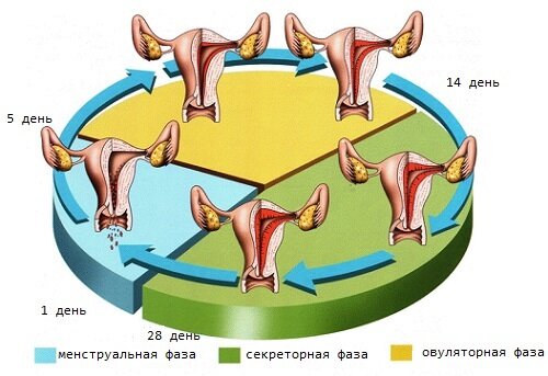 Менструальный цикл у женщин