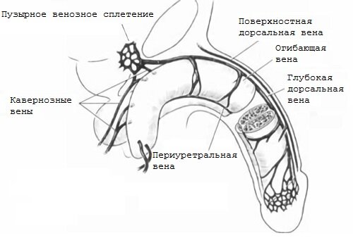 вены и артерии члена